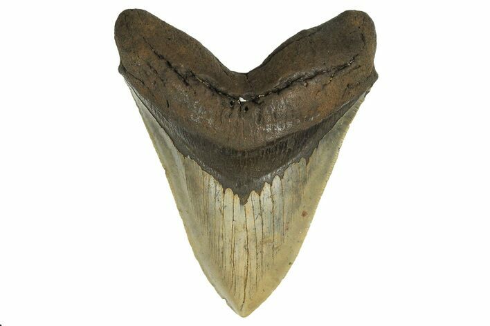 Serrated, Fossil Megalodon Tooth - Huge NC Meg #298814